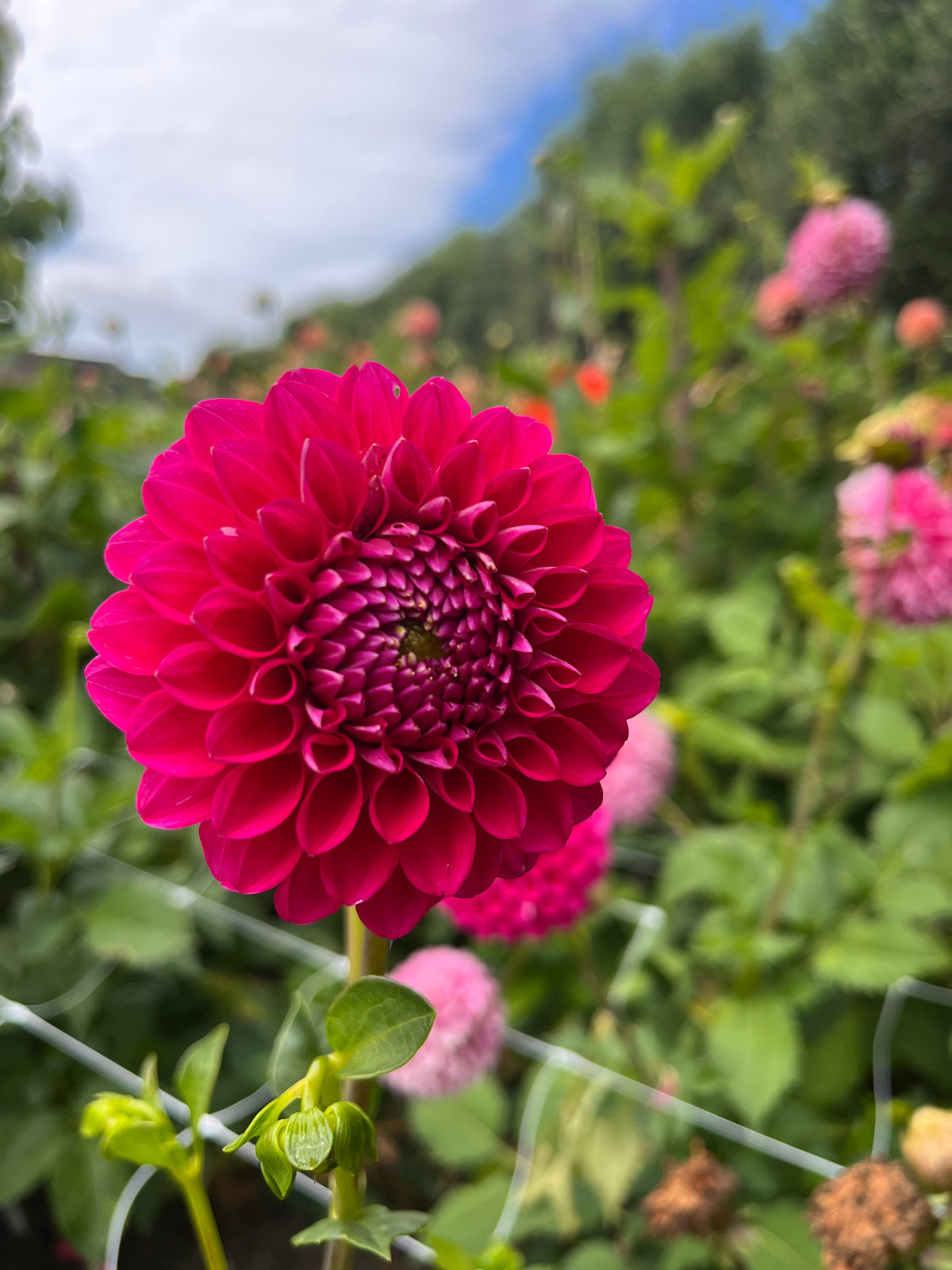 Nostalgia Dahlia Tuber