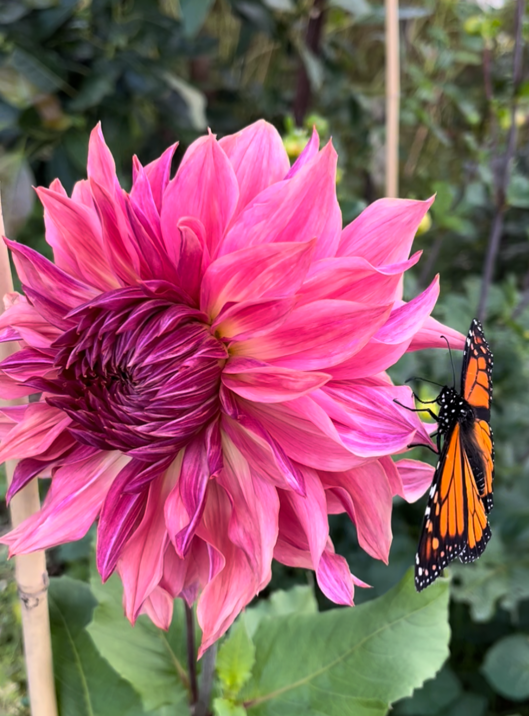 Penhill Dark Monarch Dahlia Tuber