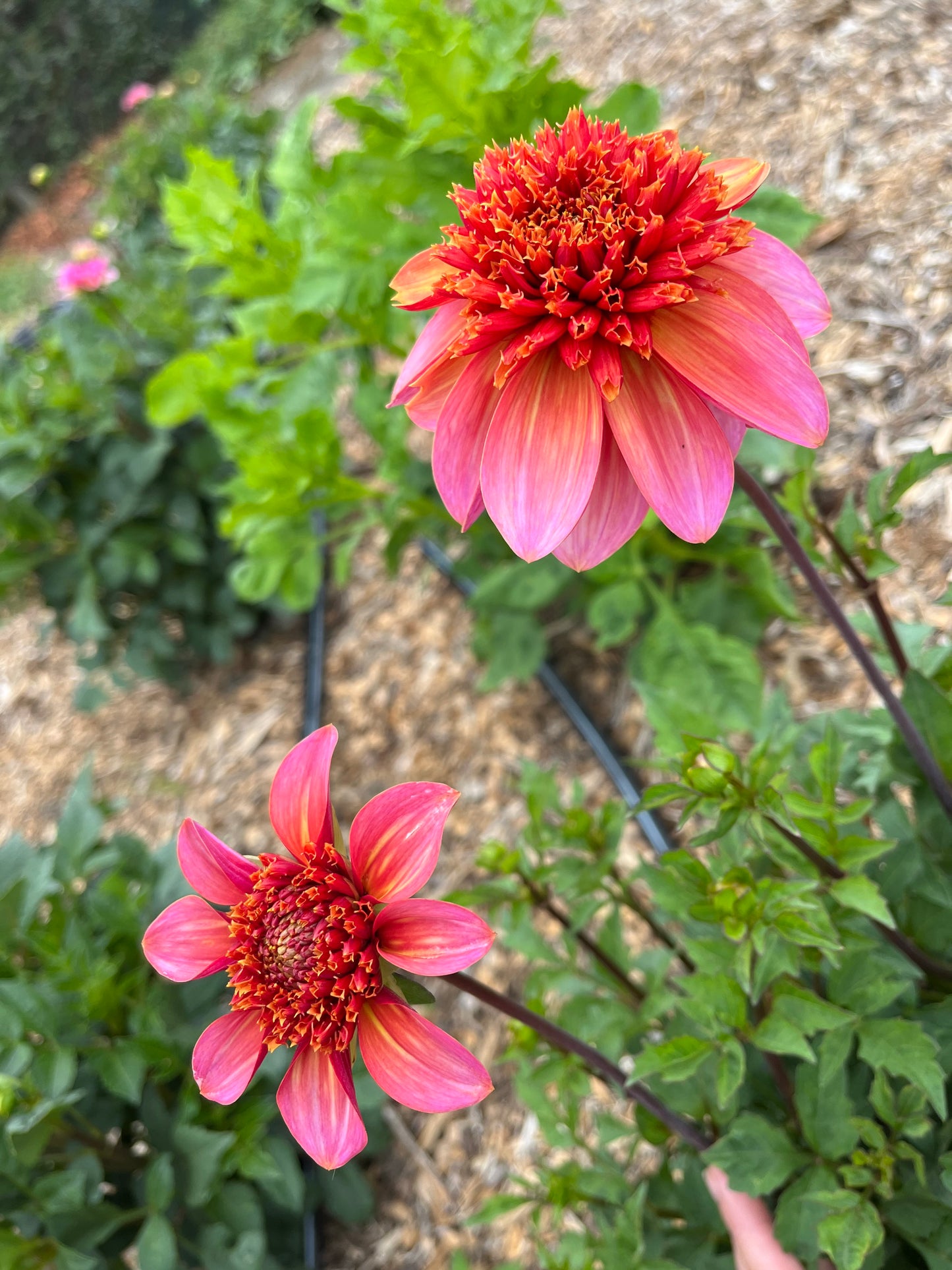 Totally Tangerine Dahlia Tuber