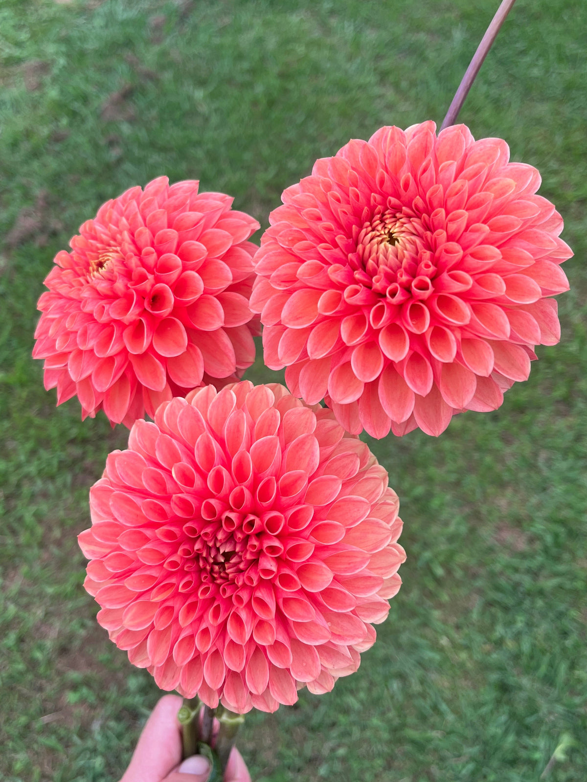 Jowey Linda Dahlia Tuber