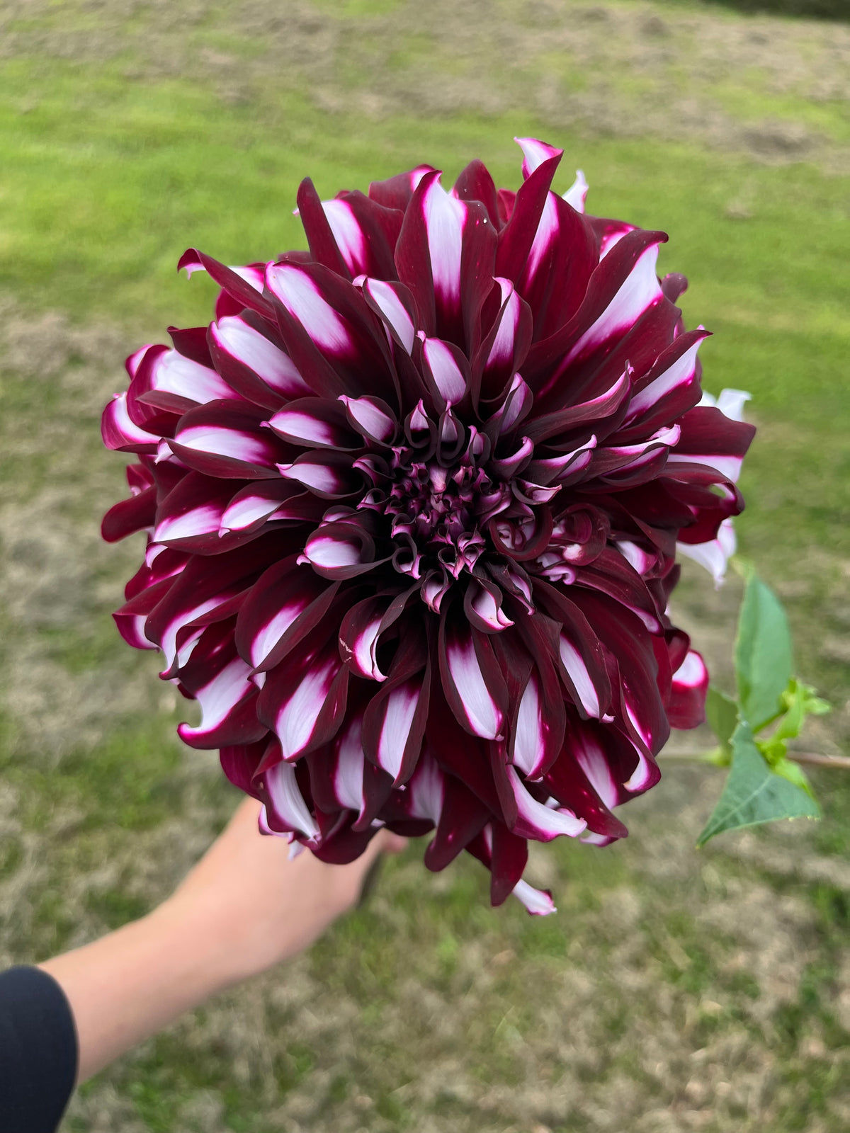 Tartan Dahlia Tuber