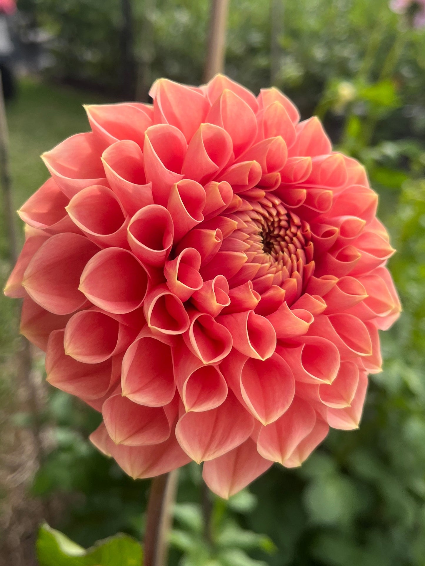 Romance Dahlia Tuber - LIMIT 1