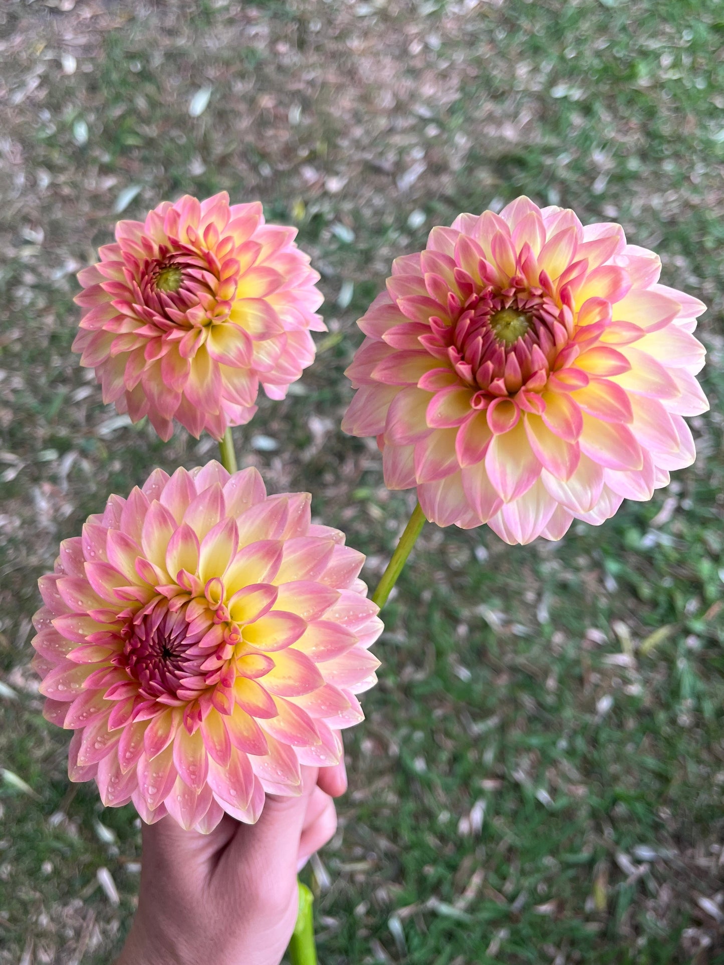 Joal Georgia Dahlia Tuber