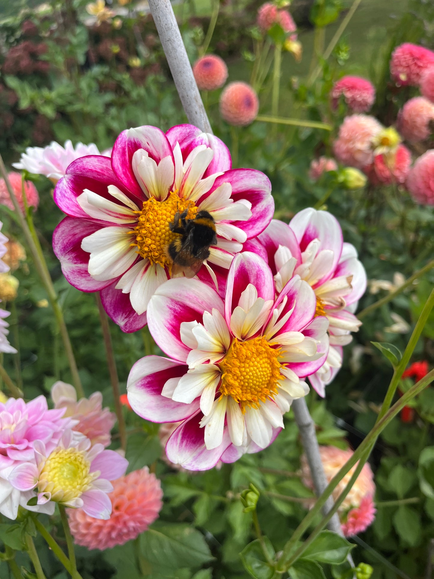 Bumble Rumble Dahlia Tuber