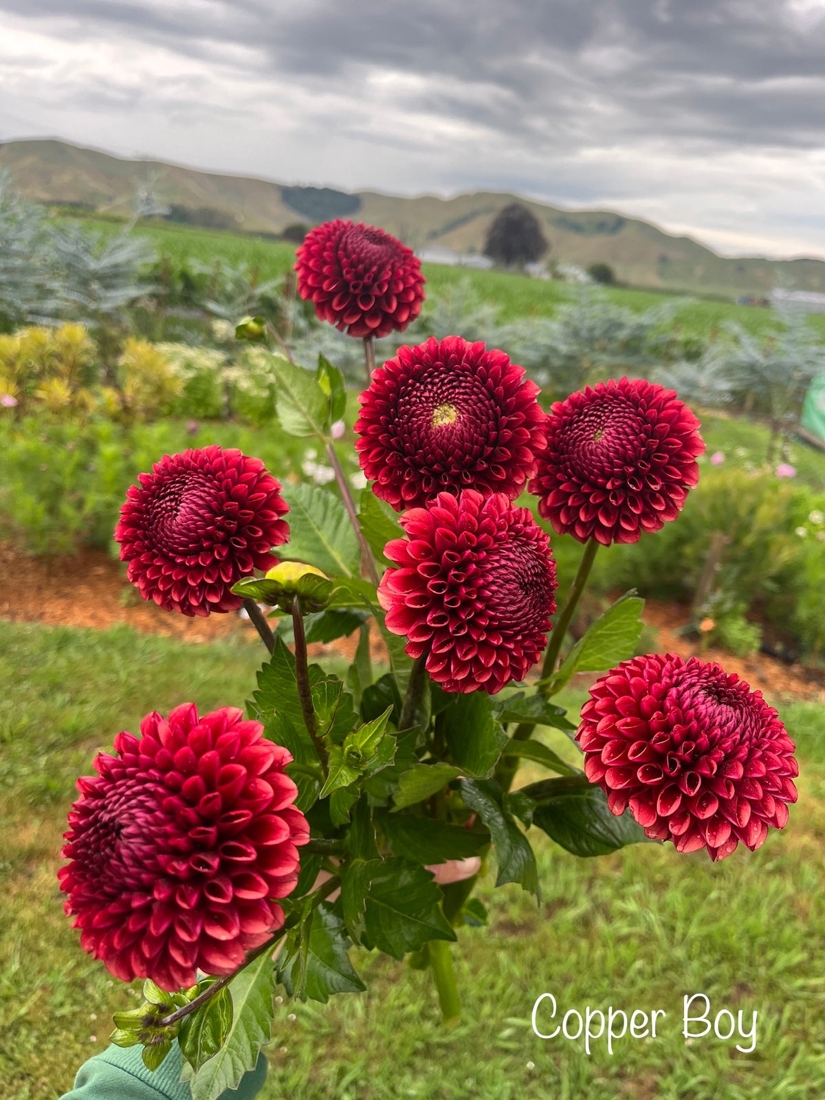Copper Boy Dahlia Tuber