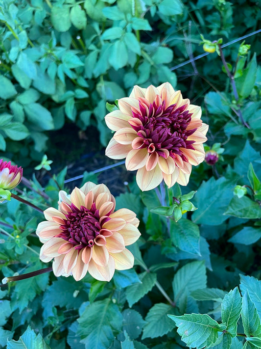Creme de Cognac Dahlia Tuber