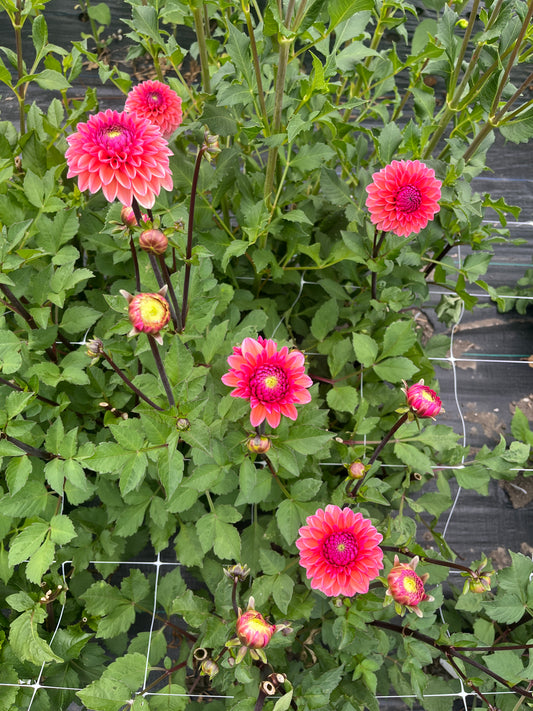 Daisy Duke Dahlia Tuber