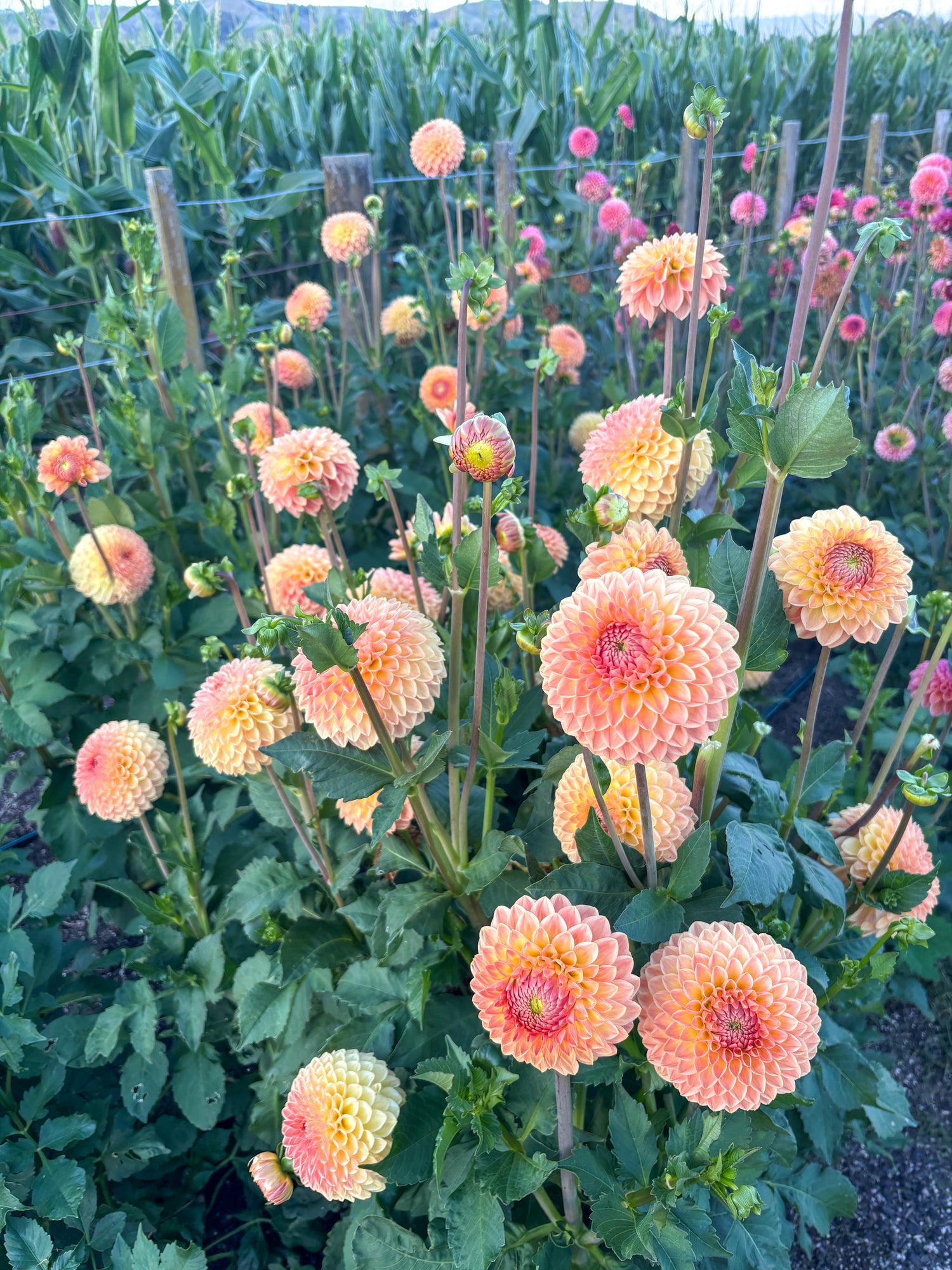 Dahlia Tubers