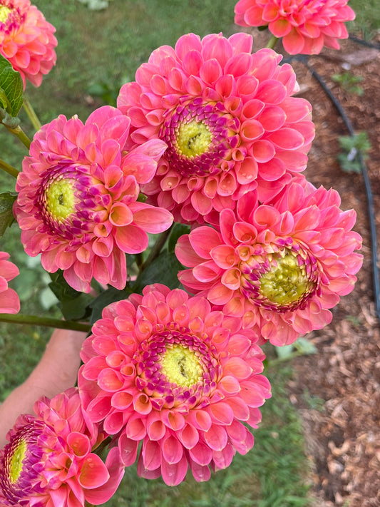 Jowey Nicky (Paula) Dahlia Tuber