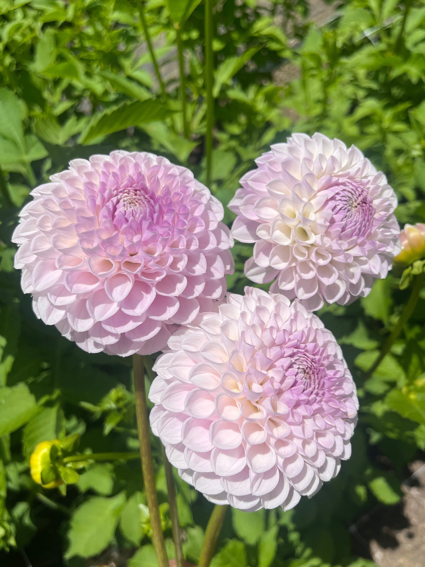 Megan Dean Dahlia Tuber