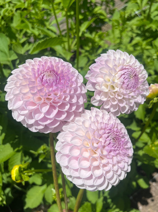 Megan Dean Dahlia Tuber
