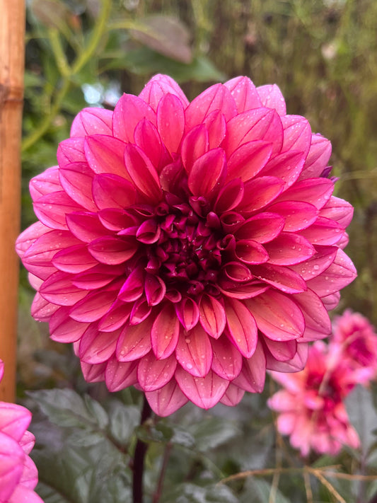 Molly Raven Dahlia Tuber