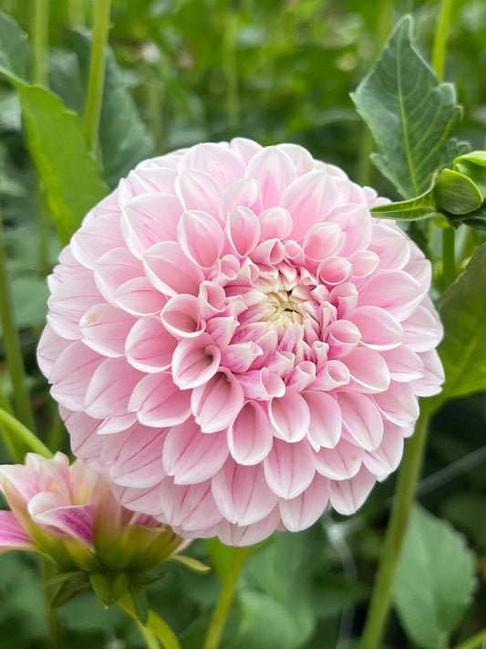 Marshmallow Baby Dahlia Tuber