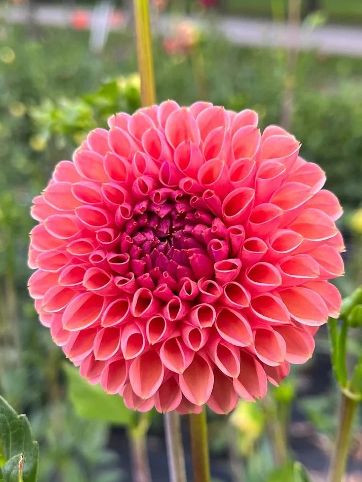 Snoho Jojo Dahlia Tuber
