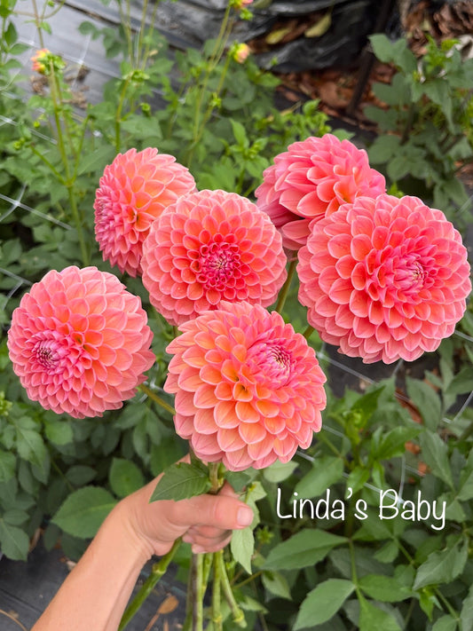 Linda's Baby Dahlia Tuber