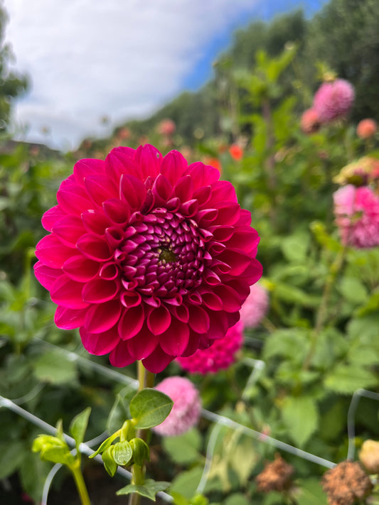 Nostalgia Dahlia Tuber