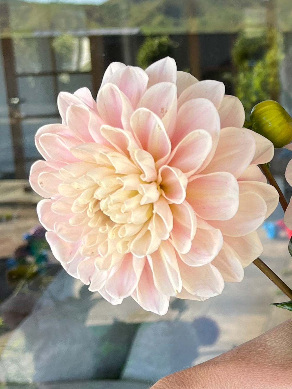 Sweet Nathalie Dahlia Tuber