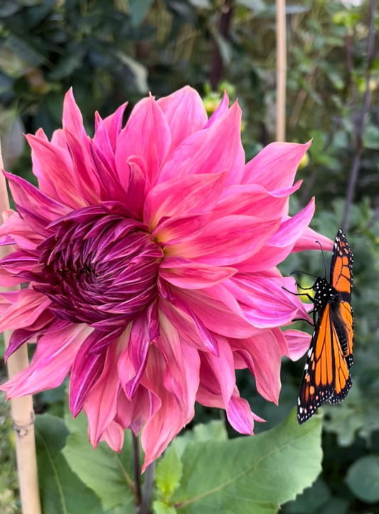 Penhill Dark Monarch Dahlia Tuber