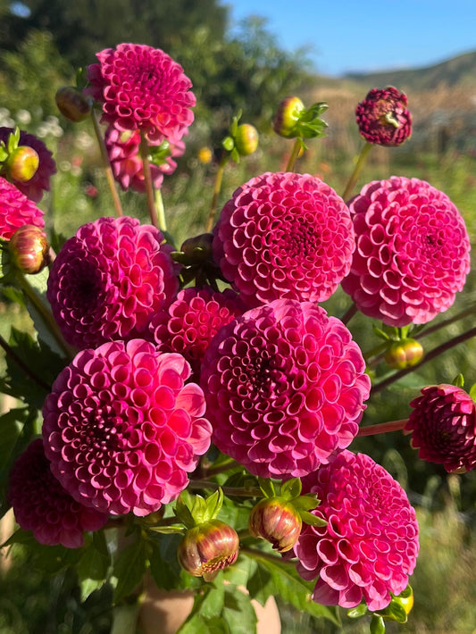 Kokopuff Dahlia Tuber