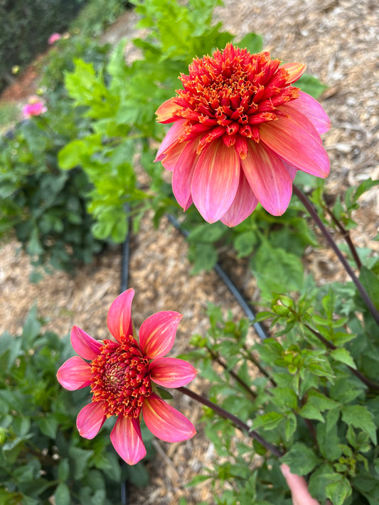 Totally Tangerine Dahlia Tuber