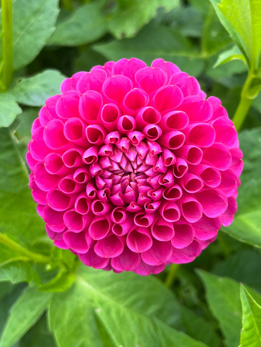 Jowey Frambo Dahlia Tuber - LIMIT 1