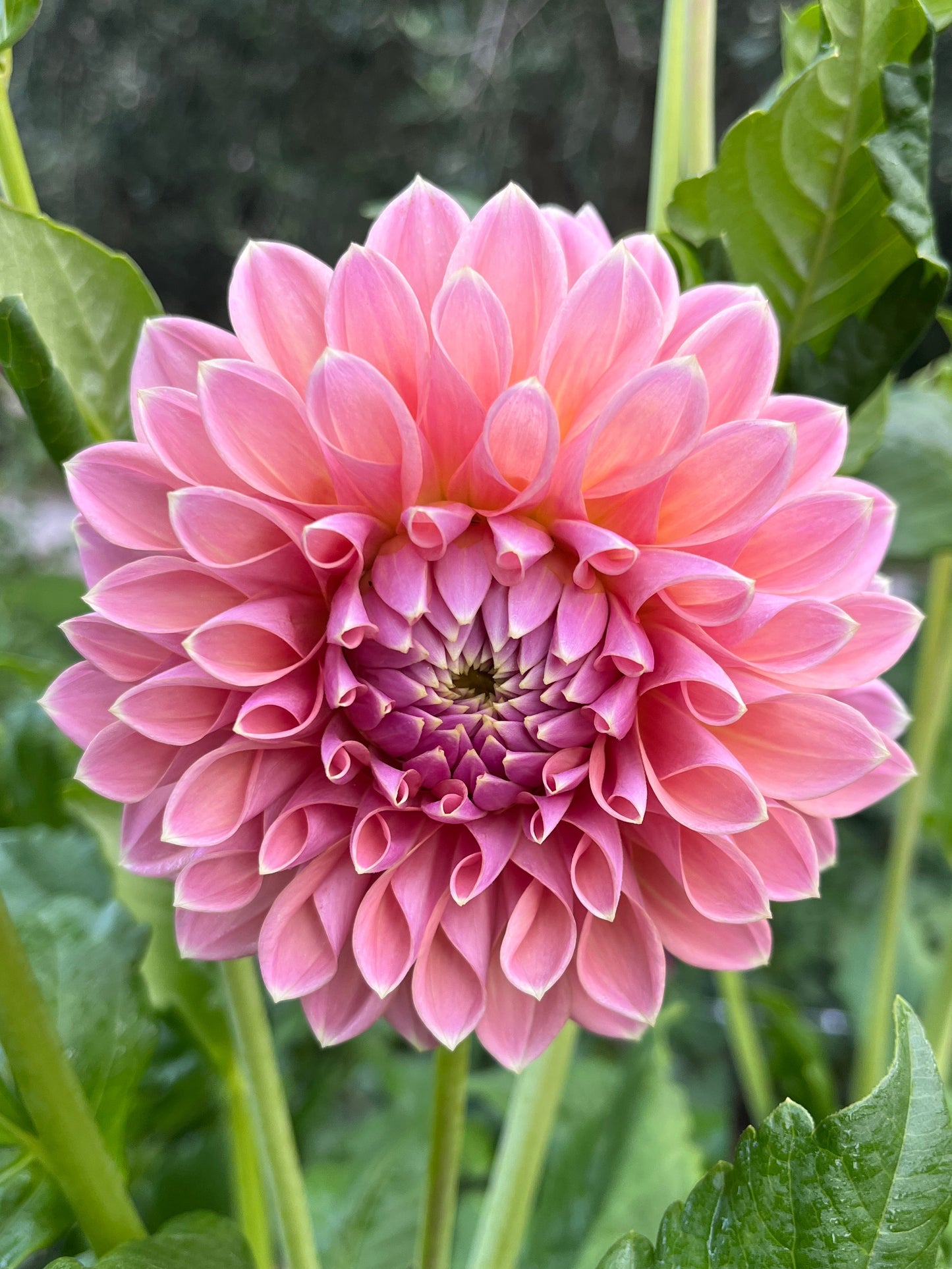 Joal Kaitlin Dahlia Tuber