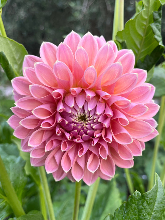 Joal Kaitlin Dahlia Tuber