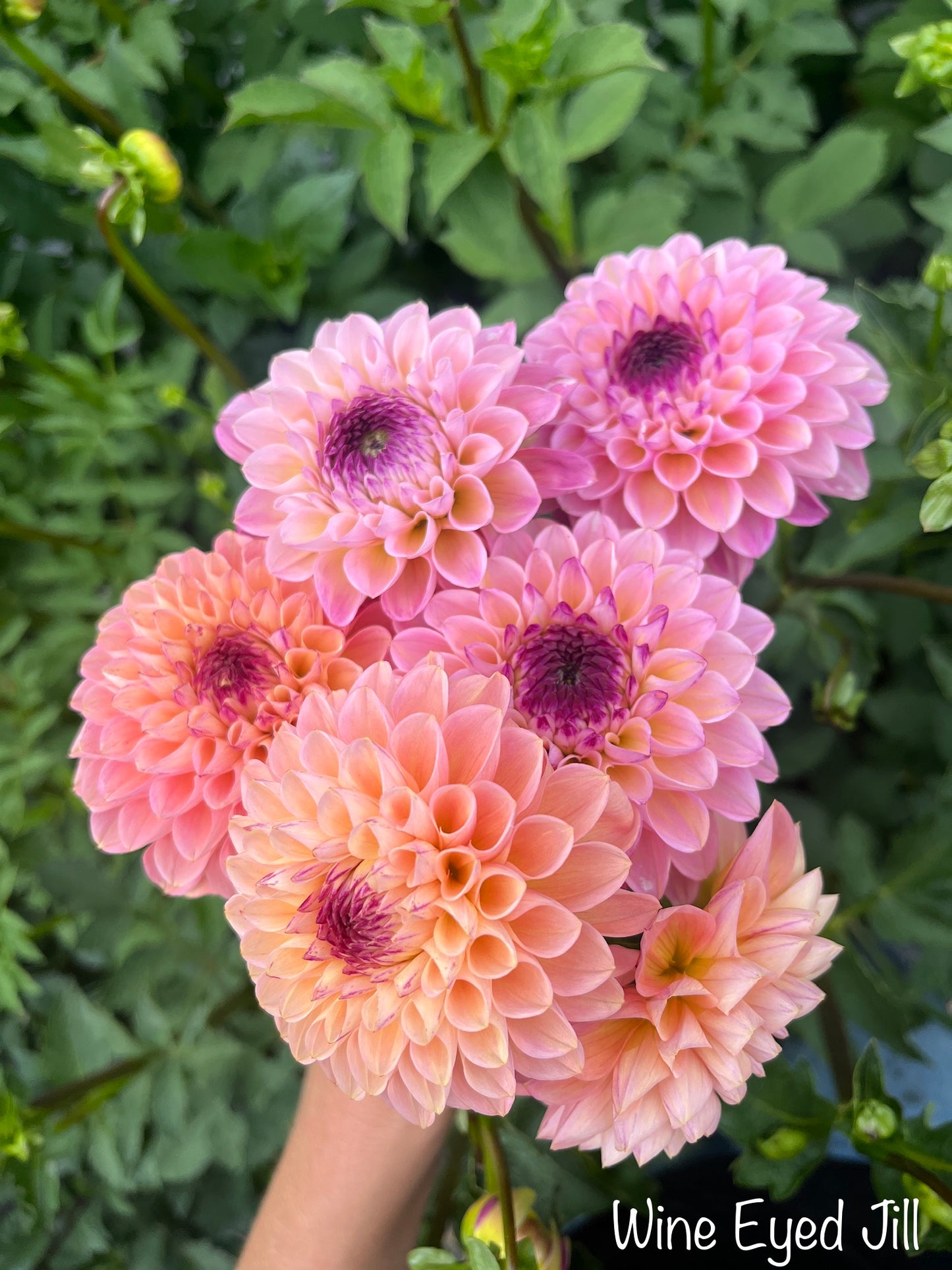 Wine Eyed Jill Dahlia Tuber