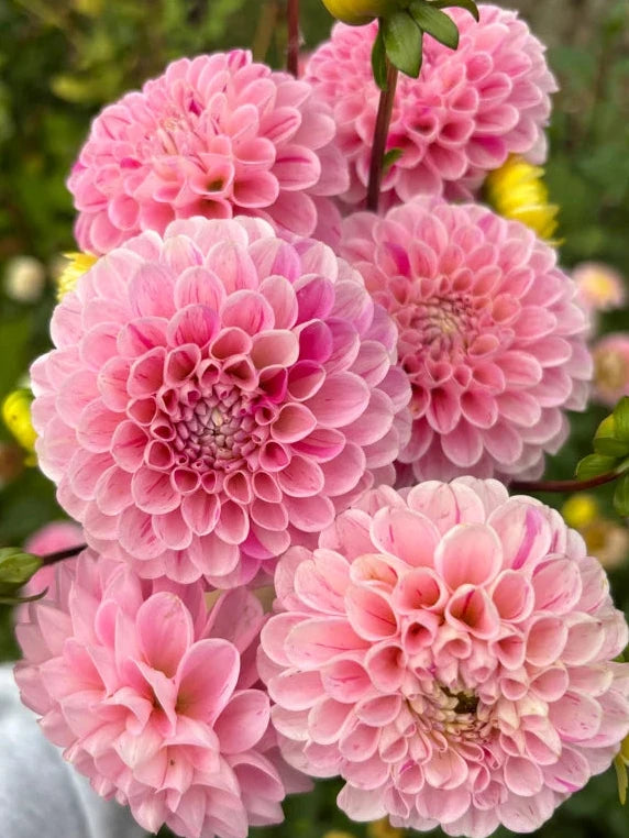 Wizard of Oz Pink Fleck Dahlia Tuber