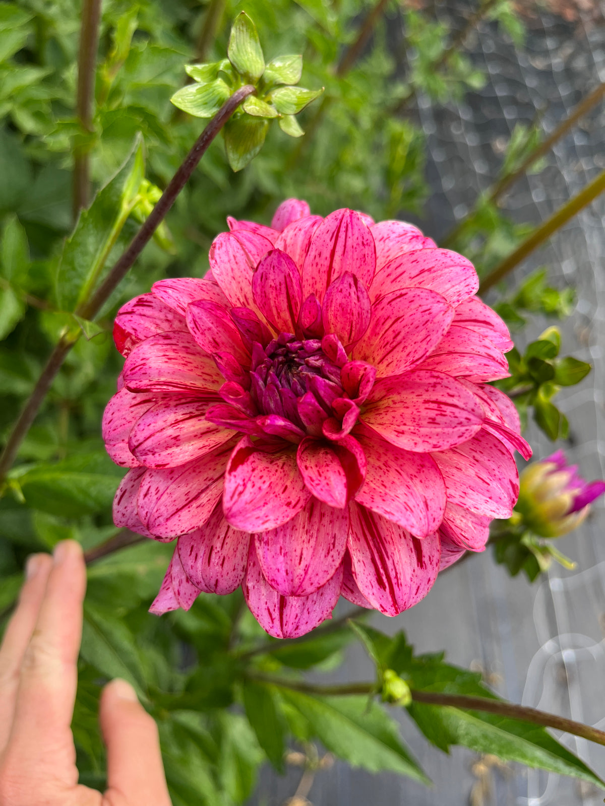 Mingus Toni Dahlia Tuber