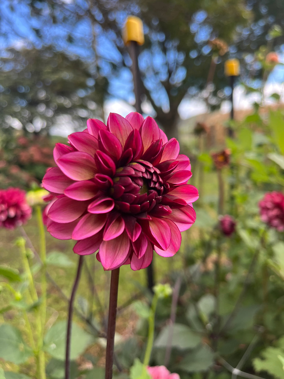 Senior's Hope Dahlia Tuber