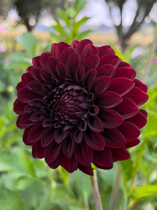 Shadow Cat Dahlia Tuber