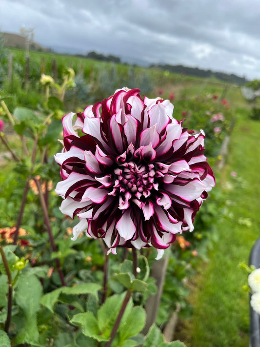 Tartan Dahlia Tuber