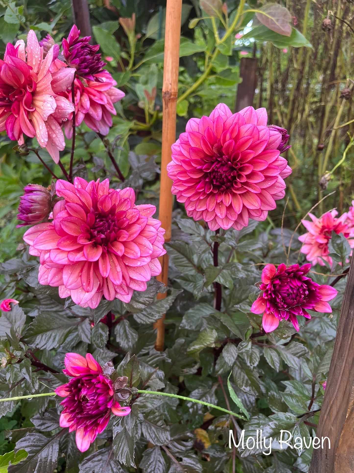 Molly Raven Dahlia Tuber
