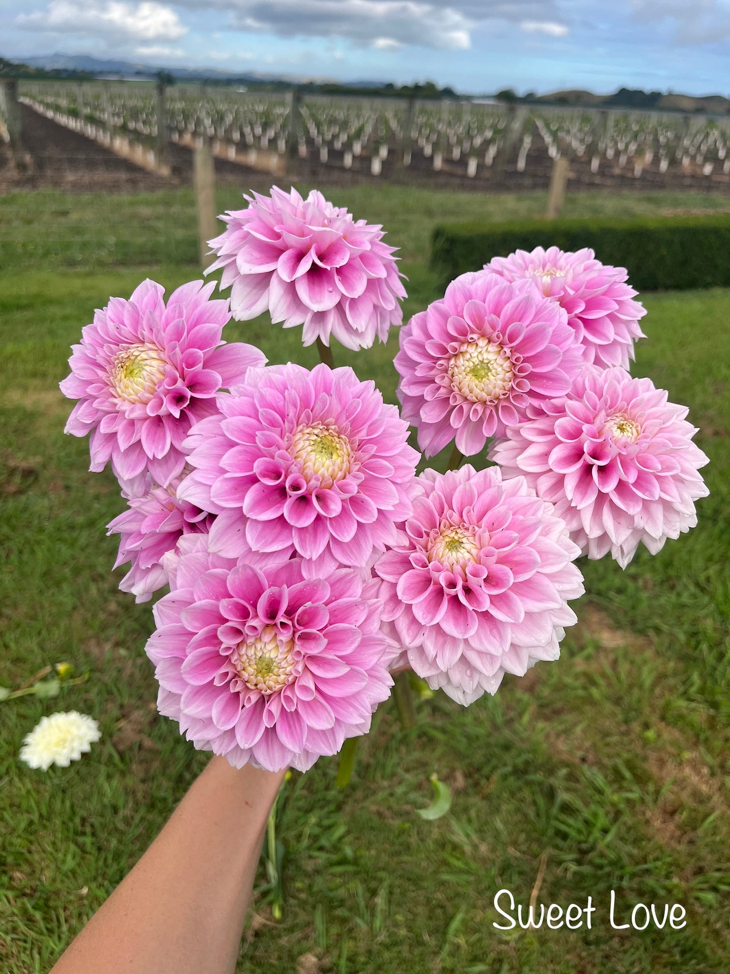 Sweet Love Dahlia Tuber