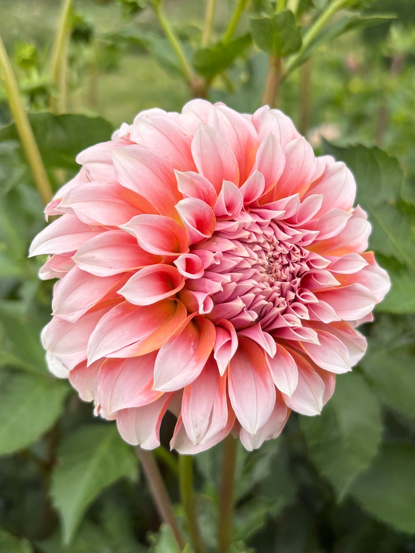Peaches n Cream Dahlia Tuber