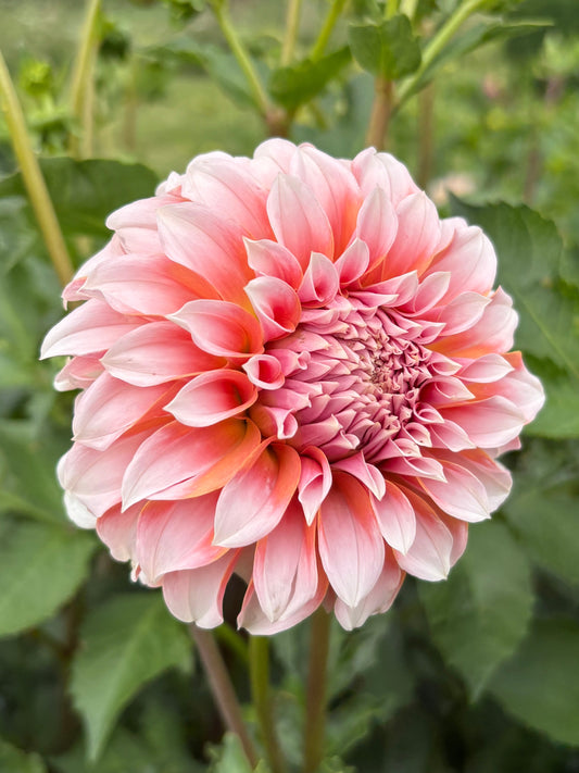 Peaches n Cream Dahlia Tuber