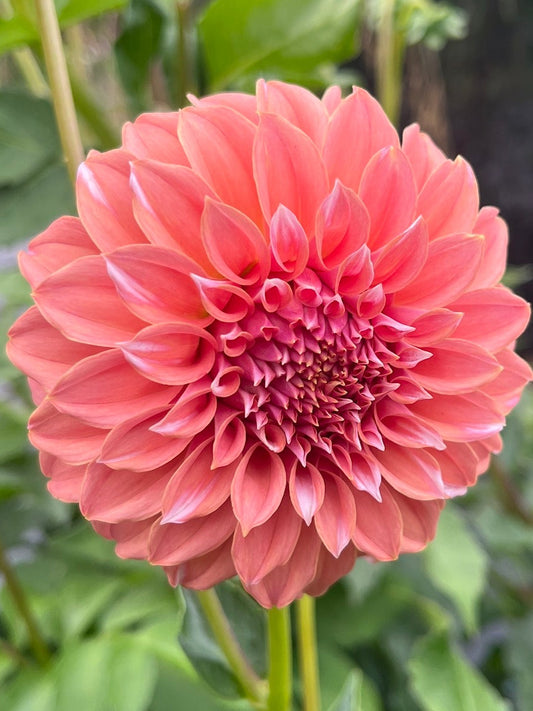 PNC Orange Dahlia Tuber