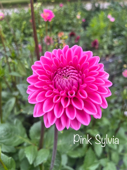 Pink Sylvia Dahlia Tuber