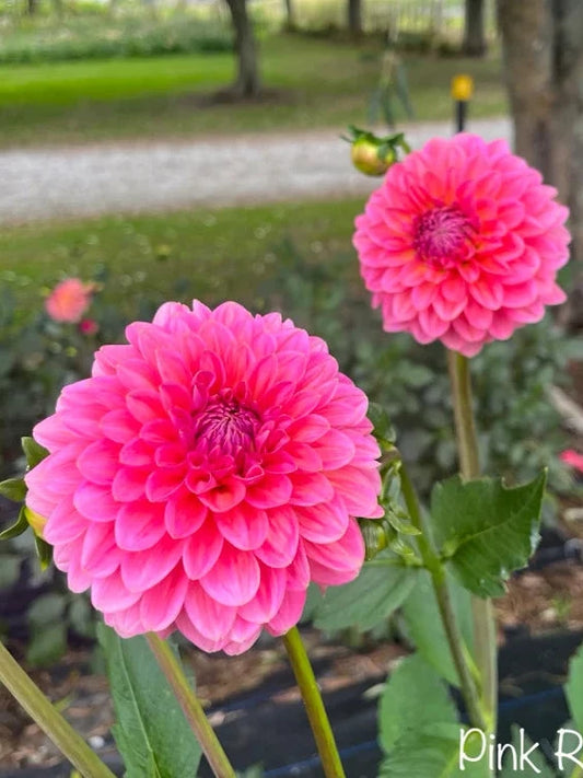 Pink Runner Dahlia Tuber