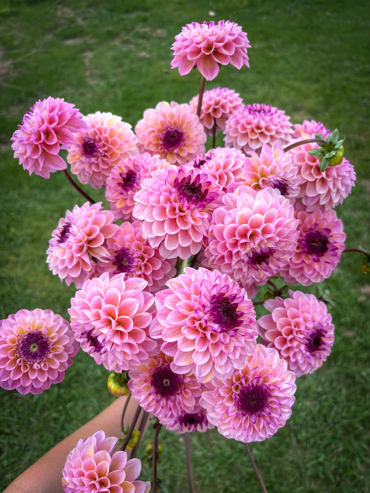 Wine Eyed Jill Dahlia Tuber