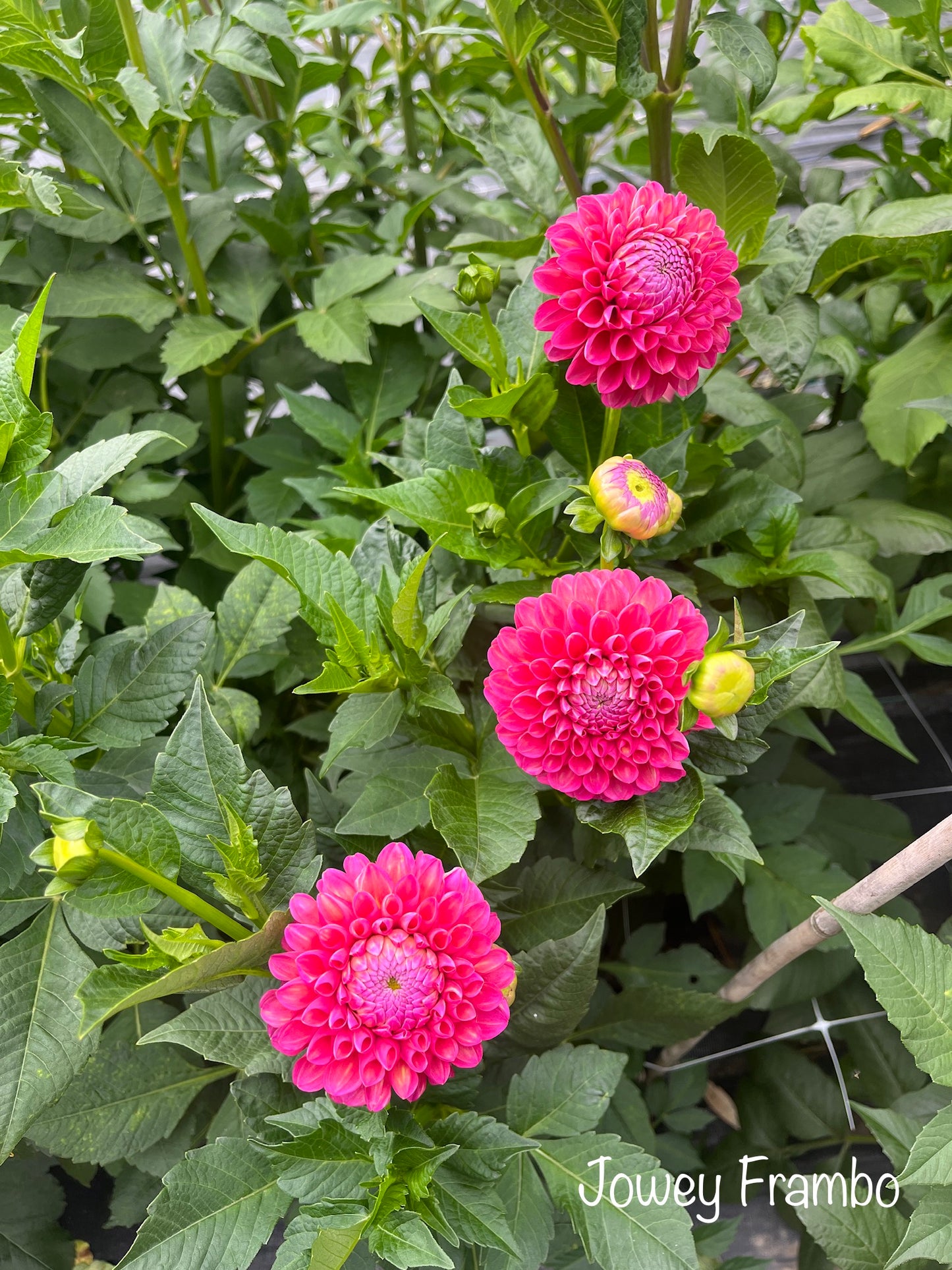 Jowey Frambo Dahlia Tuber - LIMIT 1