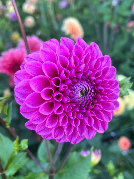 Mary Jomanda Dahlia Tuber