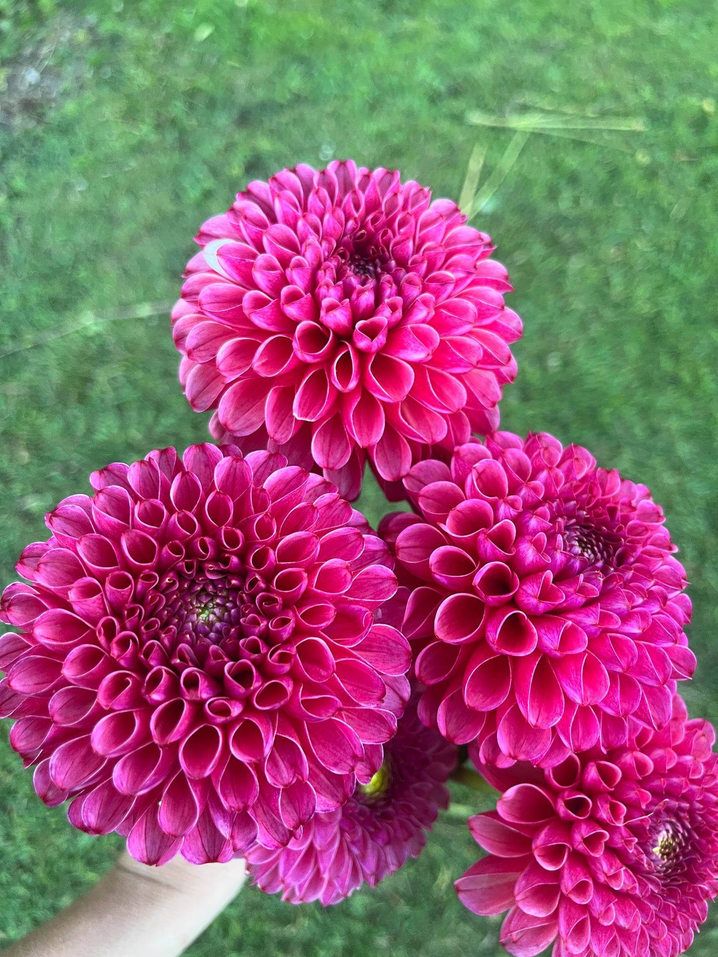 Unfurlings Sarah Dahlia Tuber