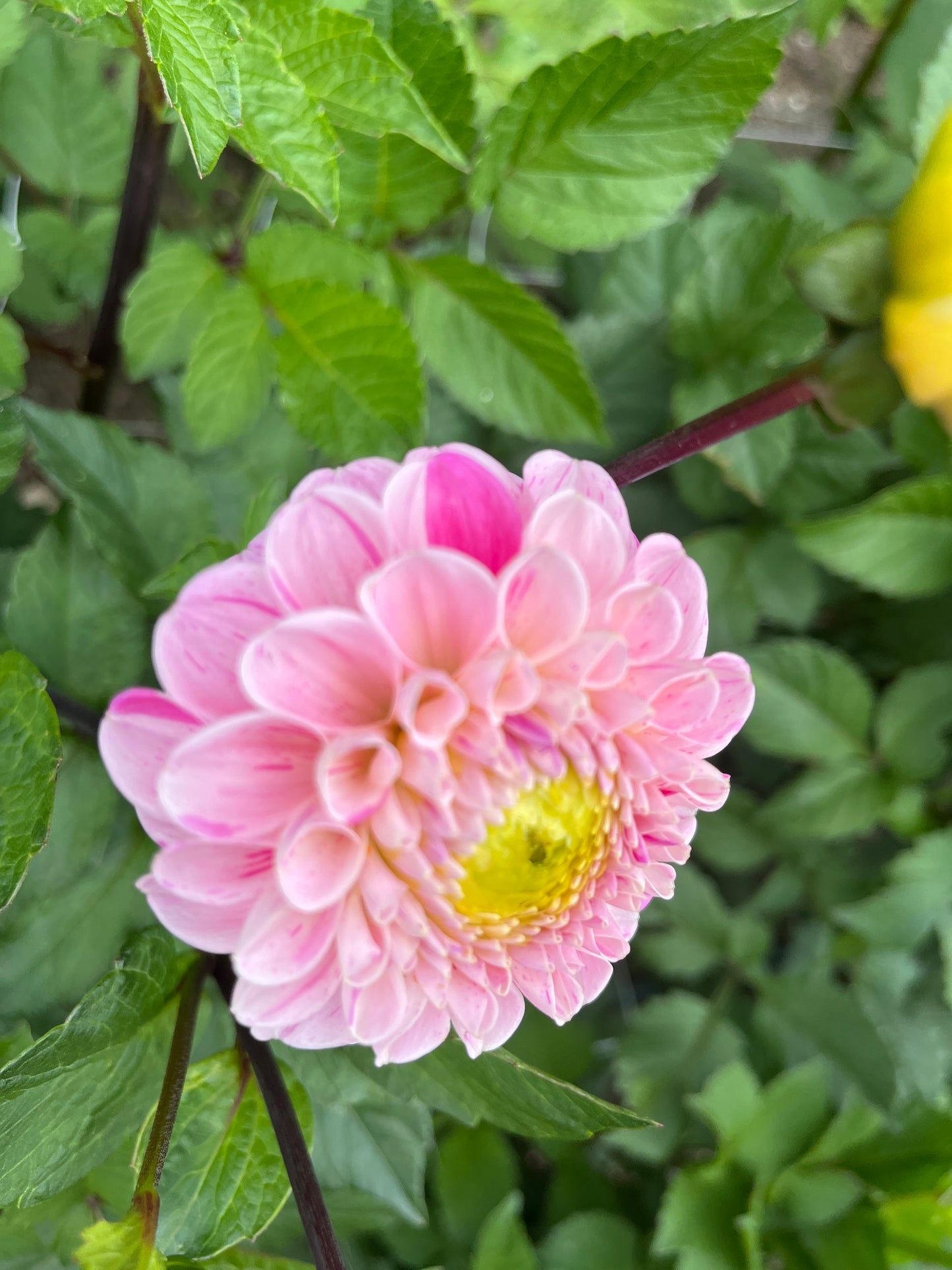 Wizard of Oz Pink Fleck Dahlia Tuber