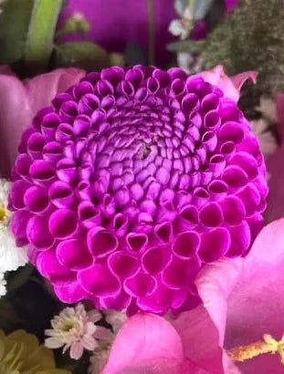Franz Kafka Dahlia Tuber