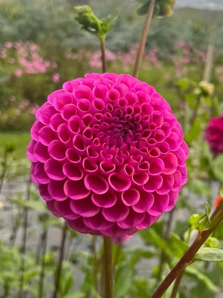 Isabel Dahlia Tuber