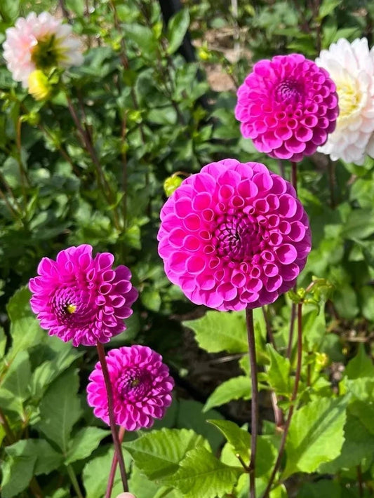 Heather Dahlia Tuber