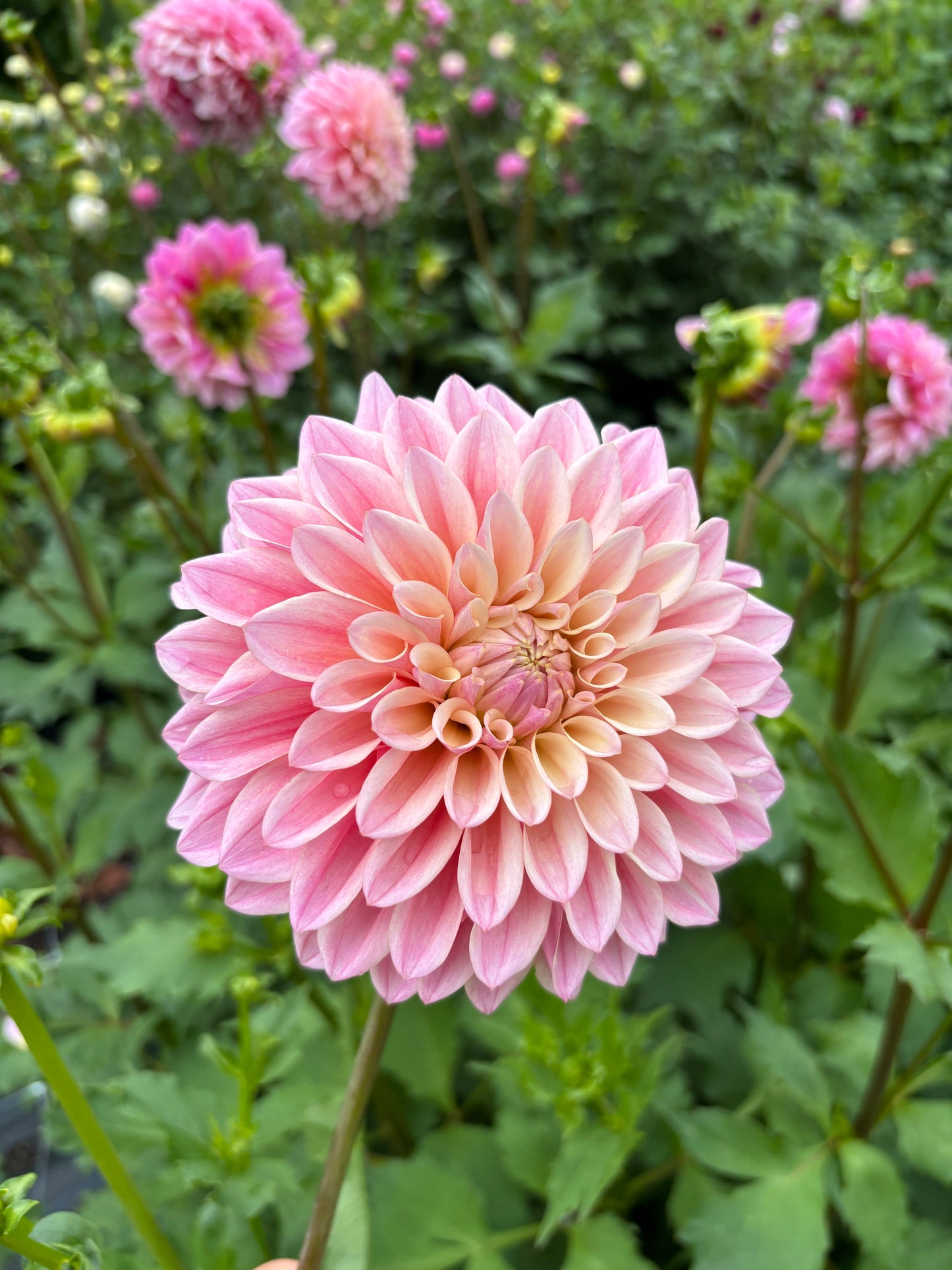 Coralie Dahlia Tuber