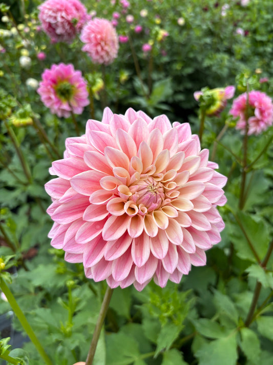 Coralie Dahlia Tuber
